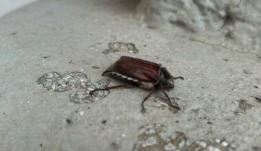 Heute diesen kleinen Freund entdeckt 🤗