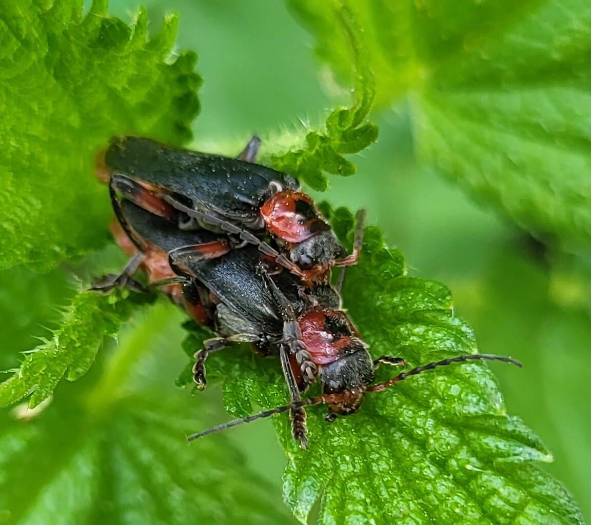 Gemeine Weichkäfer bei der Herstellung Gemeiner Weichkäfer