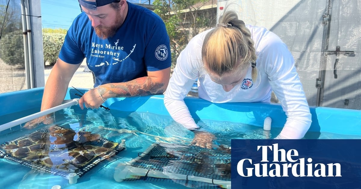 Scientists seek to save Florida’s dying reefs with hardy nursery-grown coral. Reefs off the Keys have lost 90% of healthy coral cover in 40 years, but replanting effort aims to make reef more resilient.
