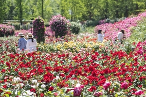 Festivals, sights across Korea - The Korea Herald