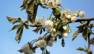 Frosts expected Thursday morning in Latvia / Article