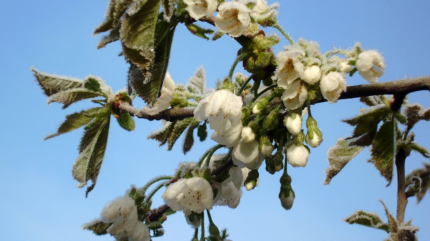 Frosts expected Thursday morning in Latvia / Article