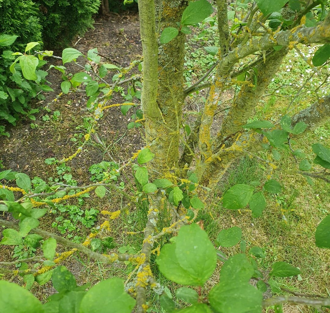 Was hat der Pflaunenbaum meiner Eltern?