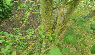 Was hat der Pflaunenbaum meiner Eltern?