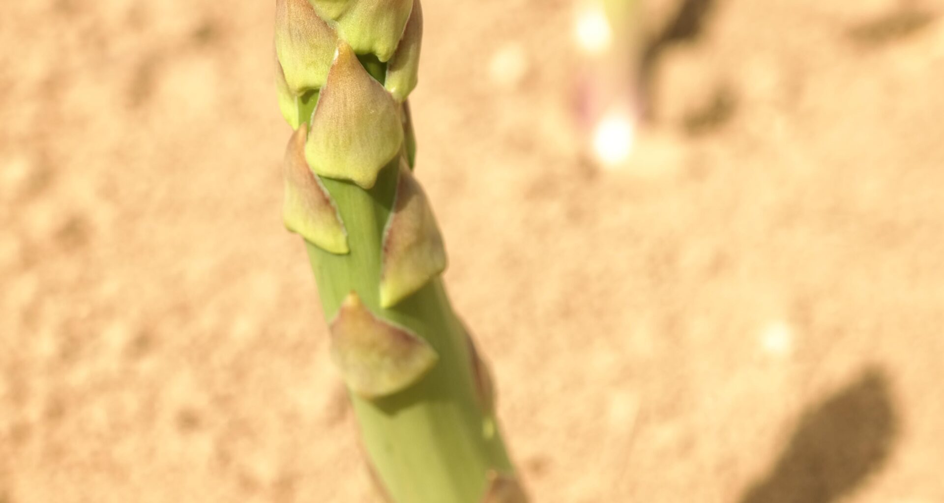 Letzter Spargel
