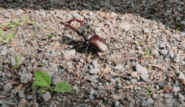 Dieser Hirschkäfer ist mir vergangene Woche auf einer Wanderung begegnet.