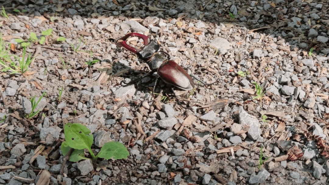 Dieser Hirschkäfer ist mir vergangene Woche auf einer Wanderung begegnet.