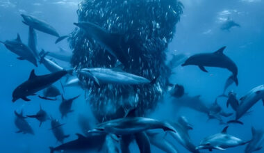 cover David Attenborough film to be screened in Limassol