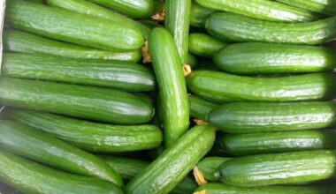 Poland Becomes Top EU Buyer of Russian Cucumbers • EastFruit