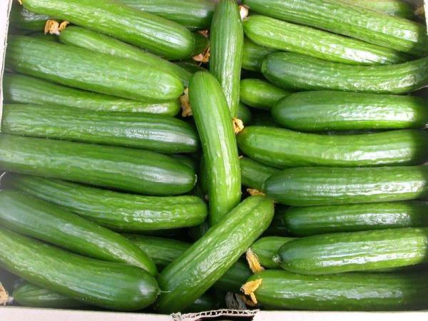 Poland Becomes Top EU Buyer of Russian Cucumbers • EastFruit