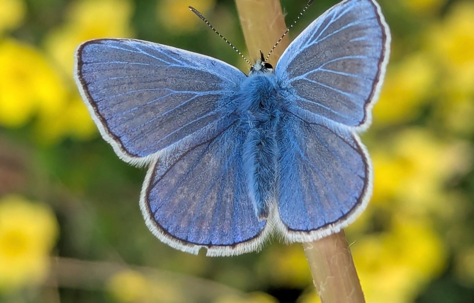 Heutige Entdeckung: Ein Hauhechel-Bläuling