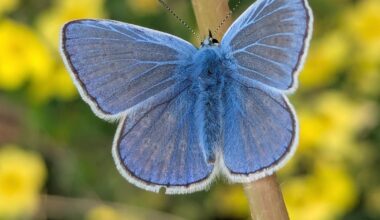 Heutige Entdeckung: Ein Hauhechel-Bläuling