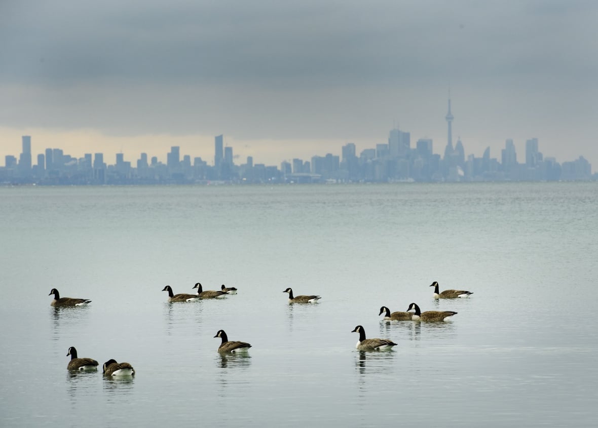 Canadian Geese swim in the cold waters of Lake Ontario overlooking the city of Toronto skyline in Mississauga, Ont., on Thursday, January 24, 2019.