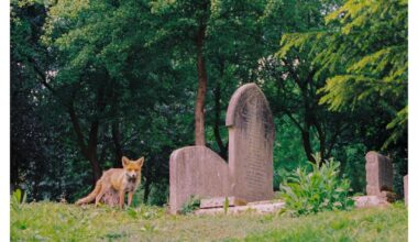 Highgate Cemetery and its foxes