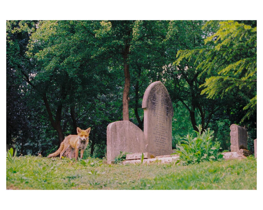 Highgate Cemetery and its foxes