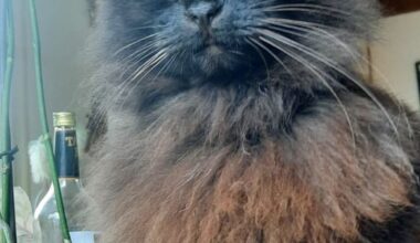 Missing cat - Essertines-sur-Rolle, Vaud
