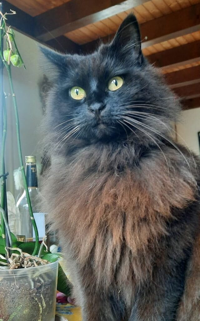 Missing cat - Essertines-sur-Rolle, Vaud
