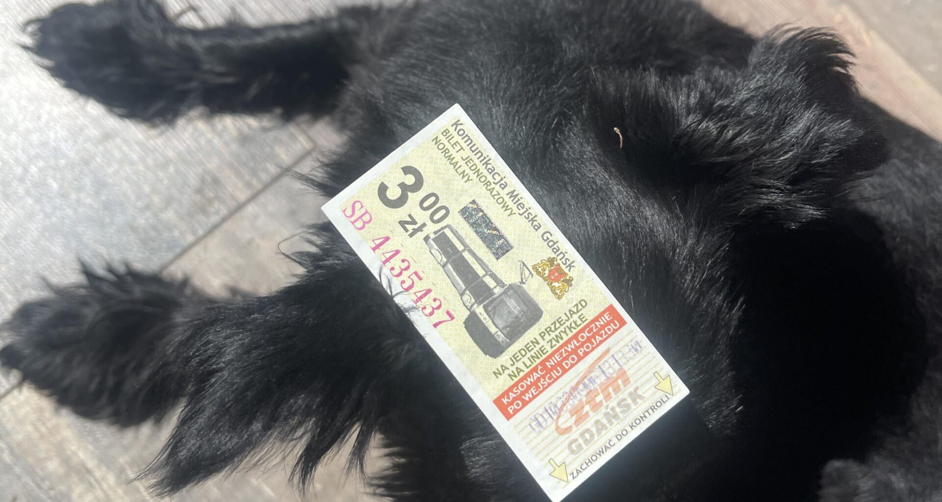 Found this train ticket in a book I just bought, wondering how old it was, assuming the bottom number has the date in it, it’s 10380906131330. Dog for scale