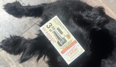 Found this train ticket in a book I just bought, wondering how old it was, assuming the bottom number has the date in it, it’s 10380906131330. Dog for scale