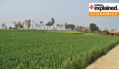 Wheat fields in Punjab, Pakistan.