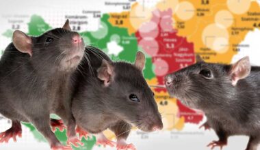 Itt van Magyarország patkánytérképe: Egy ócsai kislányt este az ágyában véresre rágtak a patkányok, kórházba vitték