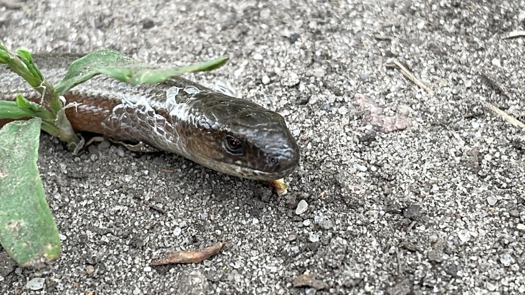 Blindschleiche getroffen