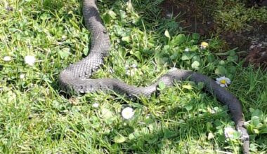 Post aus traurigem Anlass: Unwissender User tötet brutal eine Ringelnatter und fragt in r/WerWieWas nach Bestimmungshilfe