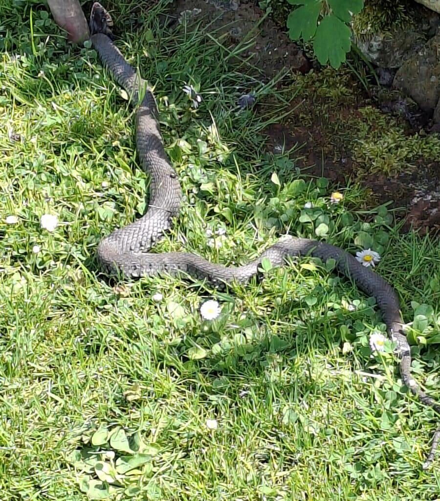 Post aus traurigem Anlass: Unwissender User tötet brutal eine Ringelnatter und fragt in r/WerWieWas nach Bestimmungshilfe