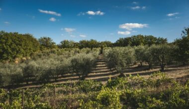 VOX Battles To Save Spain’s Olive Groves From Solar Takeover ━ The European Conservative