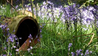 Bluebell Wood at Felley Priory