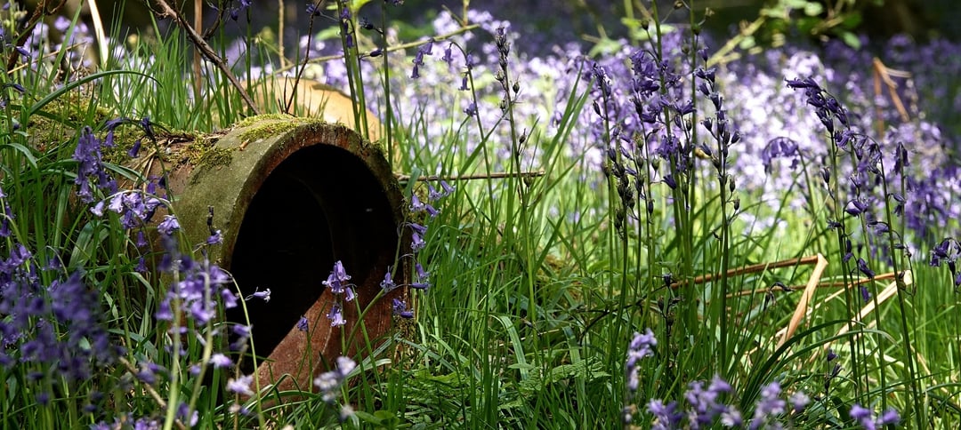 Bluebell Wood at Felley Priory