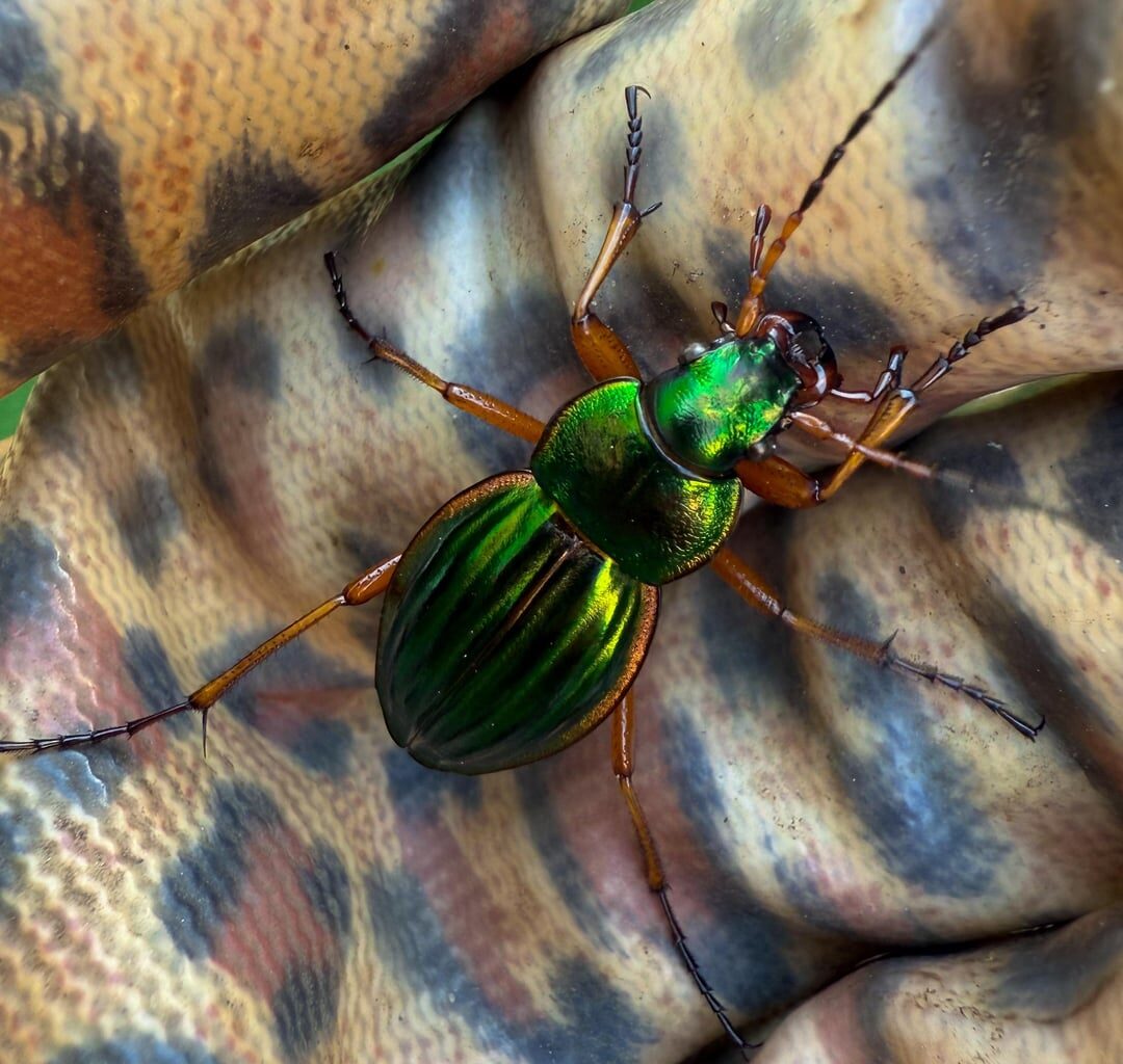 Ein Anwärter auf den Titel „schönstes Insekt der Woche“ ✨💚✨ (Carabus auratus)
