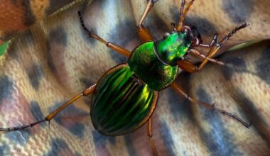 Ein Anwärter auf den Titel „schönstes Insekt der Woche“ ✨💚✨ (Carabus auratus)