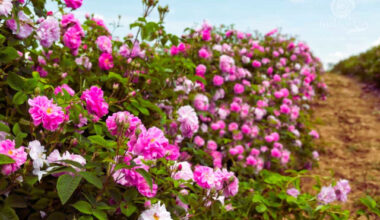 Bulgaria: Cold Weather Scorches Rose Buds in Bulgaria’s Rose Valley, Yield Drops Sharply