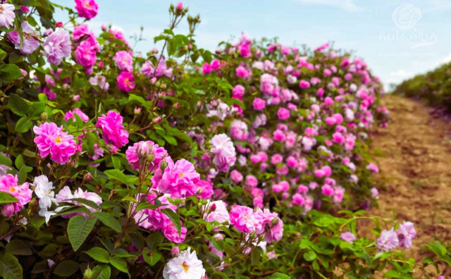Bulgaria: Cold Weather Scorches Rose Buds in Bulgaria’s Rose Valley, Yield Drops Sharply