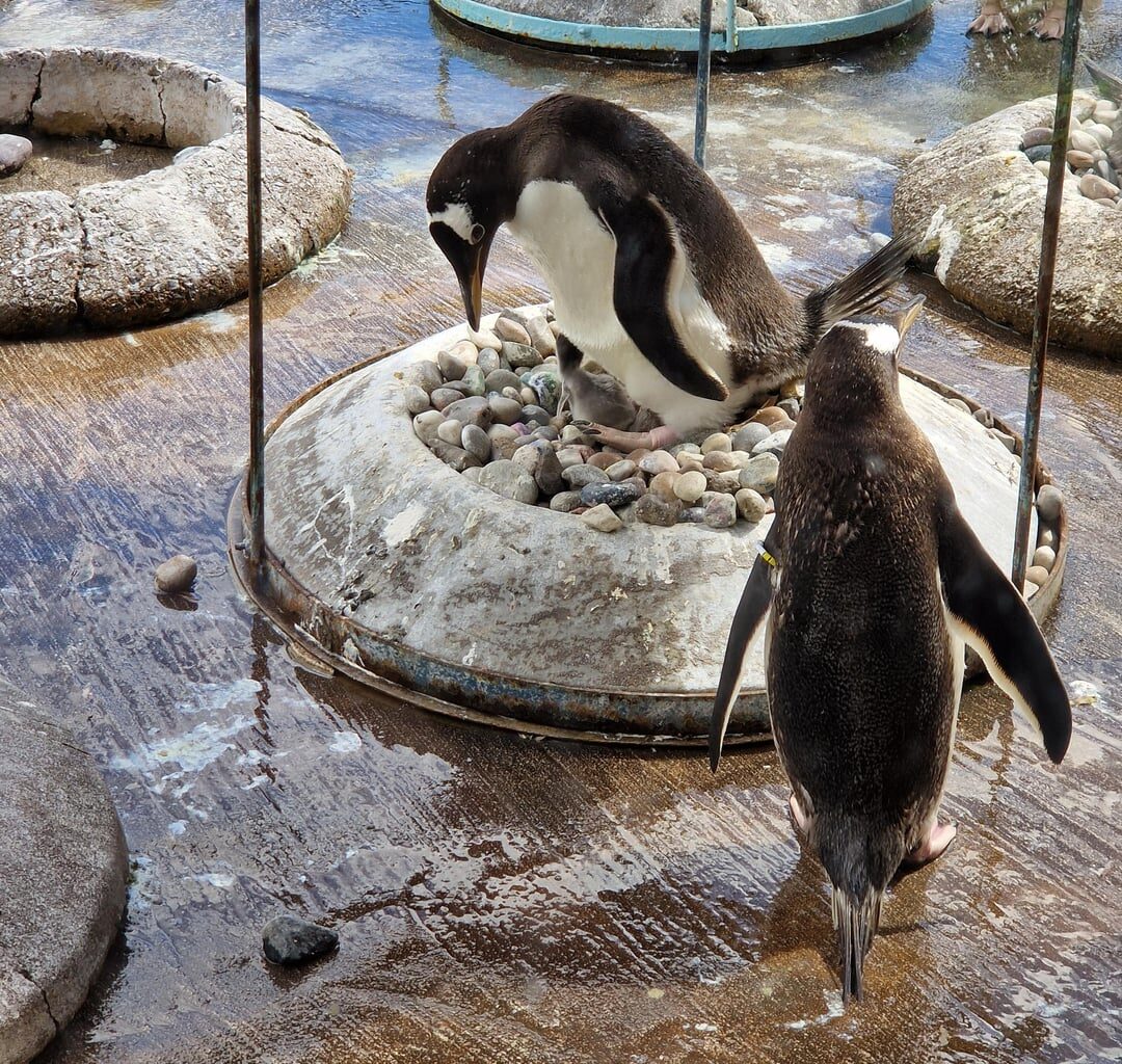 There are some new parents at Edinburgh Zoo