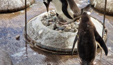 There are some new parents at Edinburgh Zoo