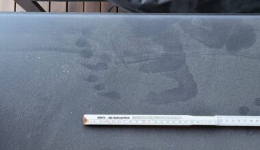 Was tummelt sich auf unserer Dachterrasse