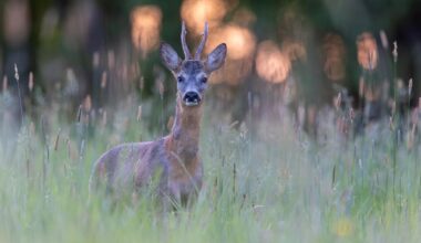 Gestern sind mir drei neugierige Rehe begegnet…