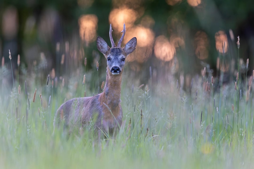 Gestern sind mir drei neugierige Rehe begegnet…