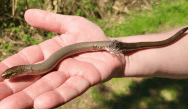 Meine Eltern haben diese Beiden letztens beim Wandern gettroffen