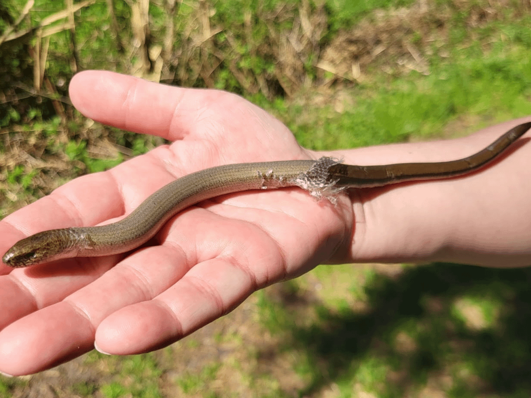 Meine Eltern haben diese Beiden letztens beim Wandern gettroffen
