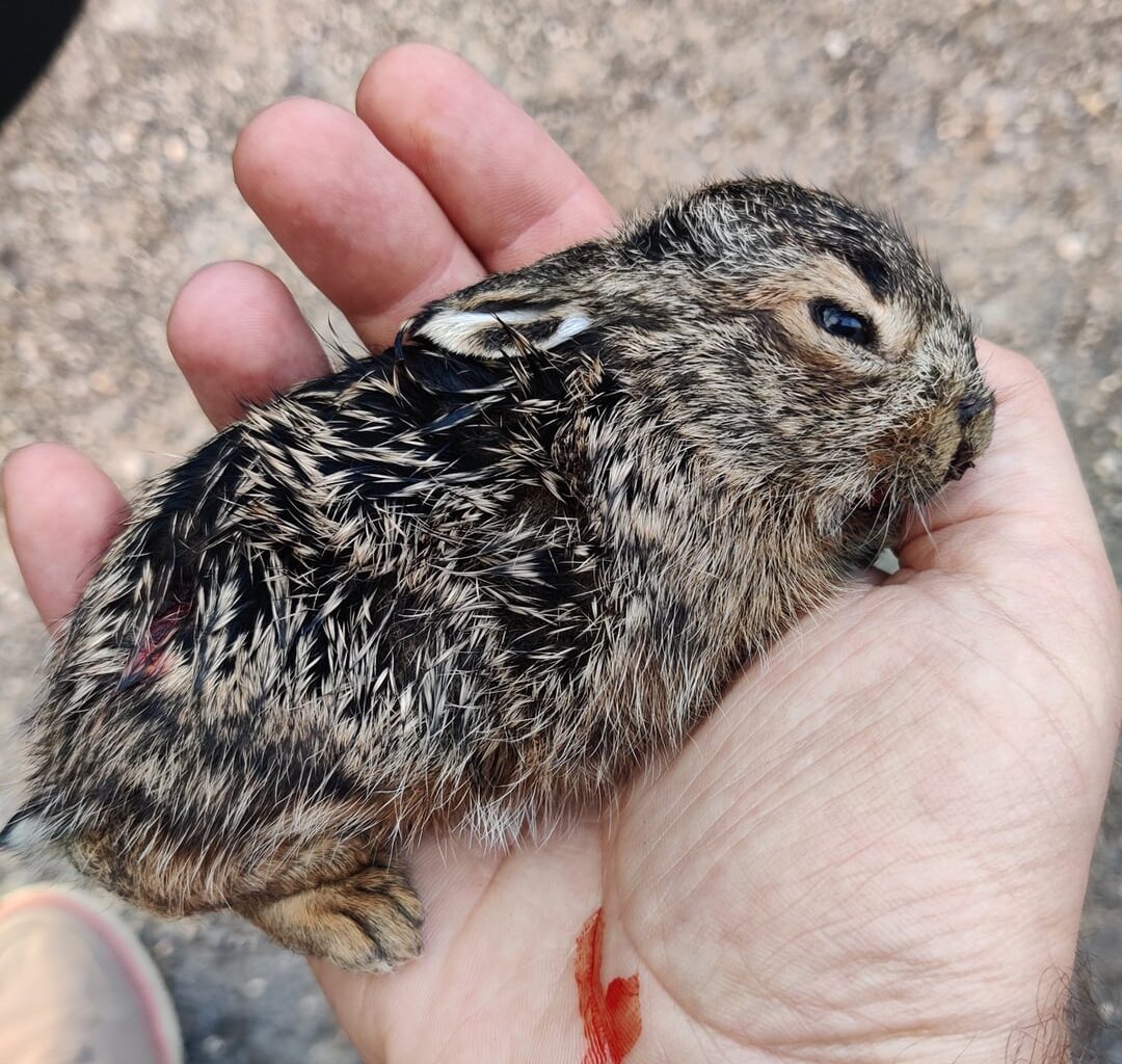 [PSA] Behaltets eure HUNDE beim Spaziergang IN DER NATUR bitte im Auge. Wegen dem Wildtier-Nachwuchs warats gwesen. [Fotos: Hasenbaby, äußerlich fast unverletzt, aber halt am letzten Bild dann leider tot, deshalb nsfw]