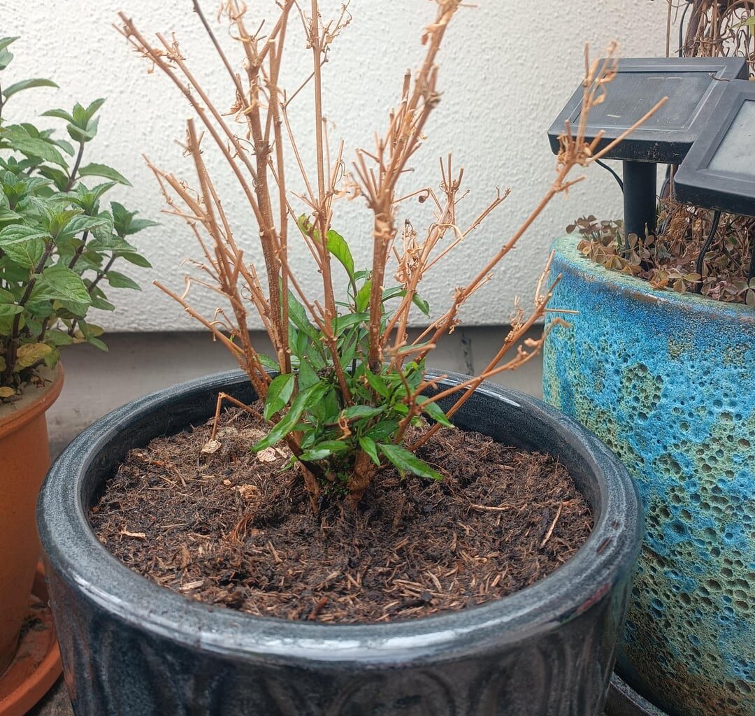 Chilis erfolgreich überwintert?