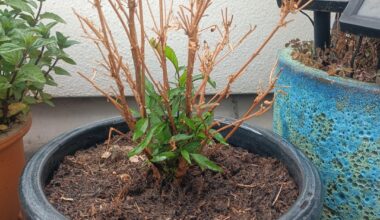Chilis erfolgreich überwintert?