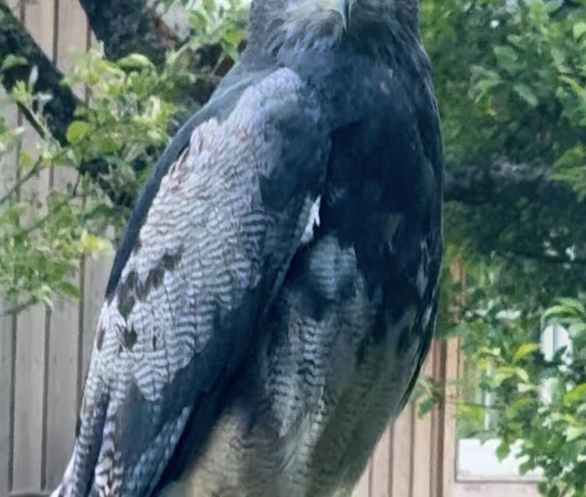 Was ist das fürn Greifvogel?