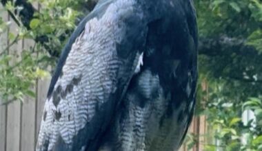 Was ist das fürn Greifvogel?