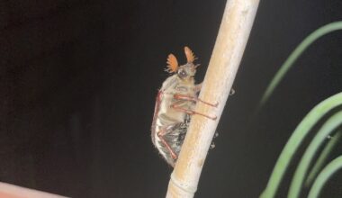 Mein erster Maikäfer dieses Jahr Pünktlich zum 1. Mai