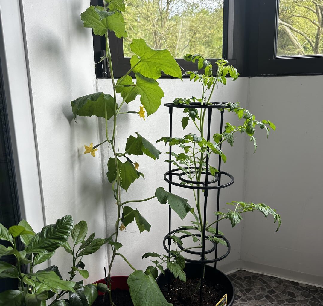 Was sagt ihr zu meinen Tomaten und Gurken?