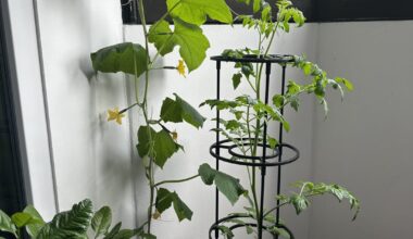 Was sagt ihr zu meinen Tomaten und Gurken?